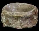 Xiphactinus (Cretaceous Fish) Vertebra - Kansas #64320-2